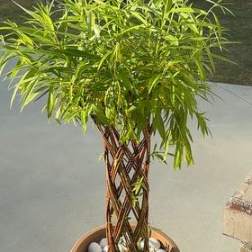 Photo of the plant species braided willow by @VehementRimu85 named Beckham on Greg, the plant care app