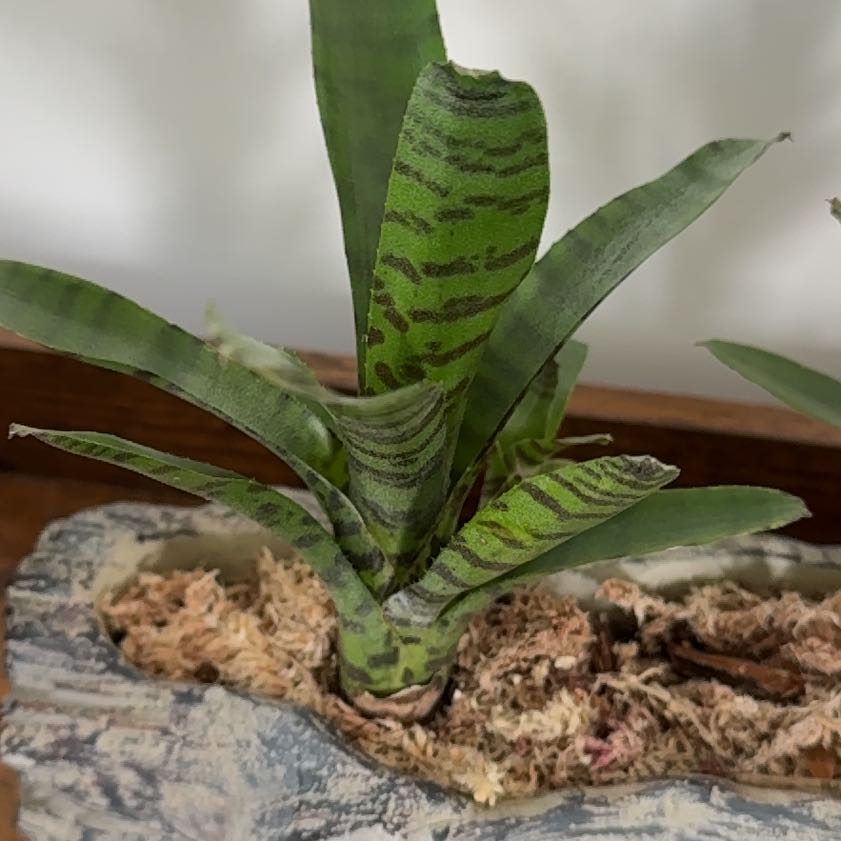 Photo of the plant species Moore's Neoregelia Bromeliad by @VehementRimu85 named Darwin on Greg, the plant care app