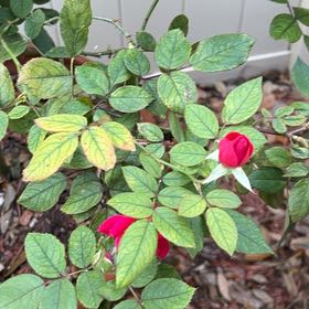 Photo of the plant species Knock Out Roses by @KingpinFuscia75 named Spike Leaves on Greg, the plant care app