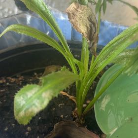 Photo of the plant species Recao by @SirWoodfern29 named Baesil on Greg, the plant care app