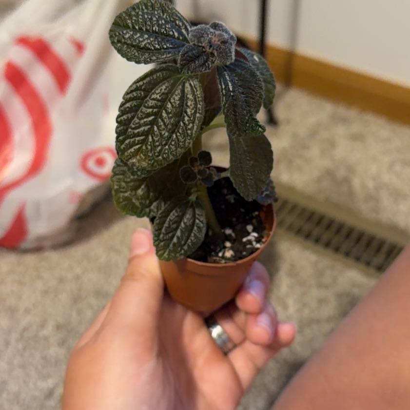Photo of the plant species Friendship Plant by @DollSkimmia83 named Rihanna on Greg, the plant care app
