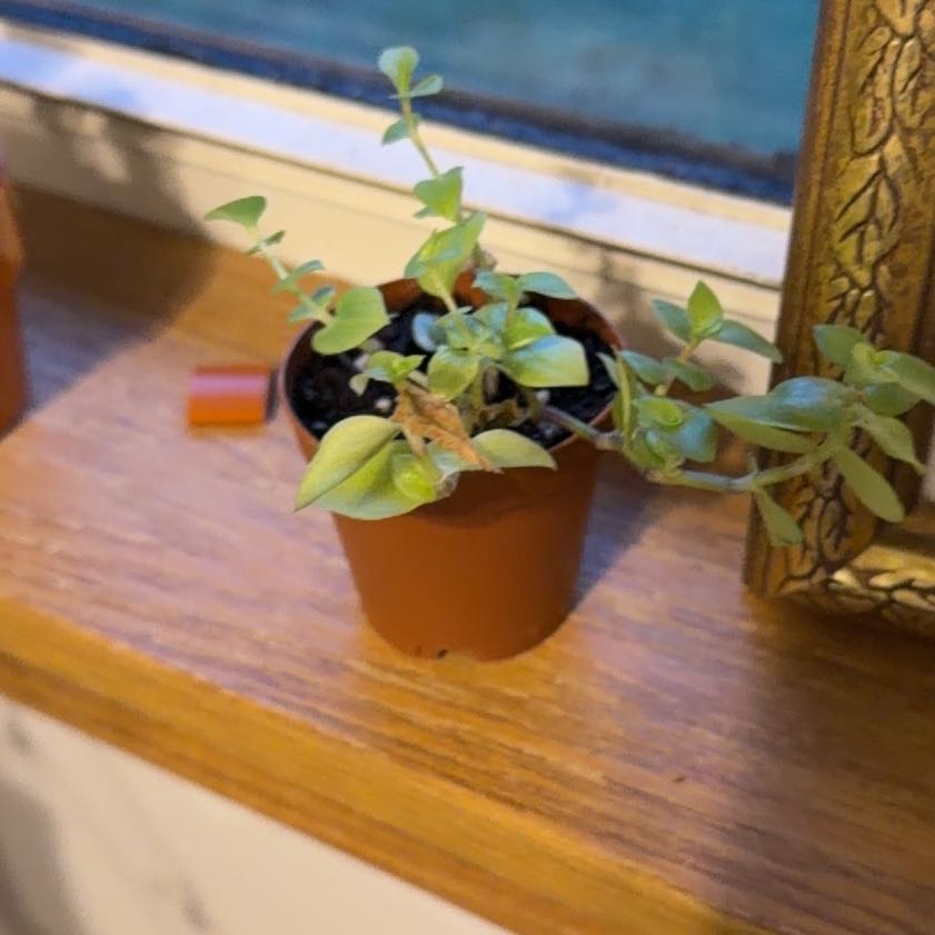 Photo of the plant species Callisia 'Gold' by @DollSkimmia83 named Mochi on Greg, the plant care app