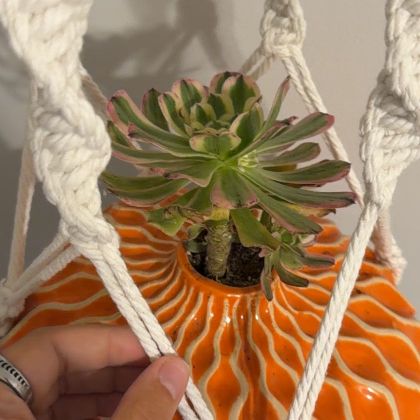 Photo of the plant species Sunburst Aeonium by @DollSkimmia83 named Zion on Greg, the plant care app