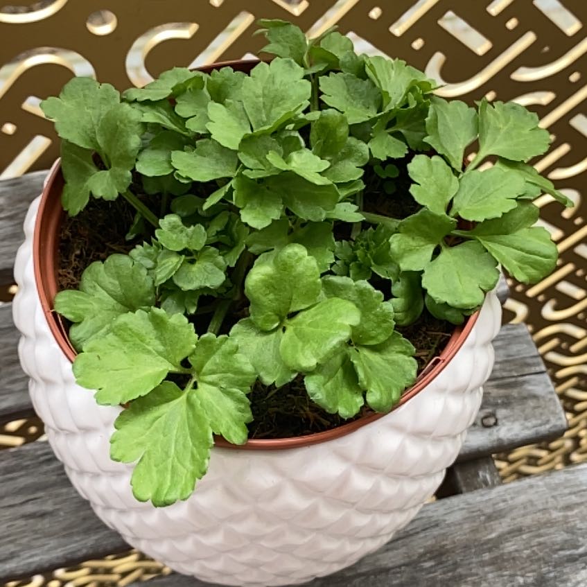 Photo of the plant species Ranunculus Asiaticus by @HotTricolor69 named Sol on Greg, the plant care app