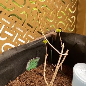 Photo of the plant species lemon verbena by @HotTricolor69 named Bodhi on Greg, the plant care app
