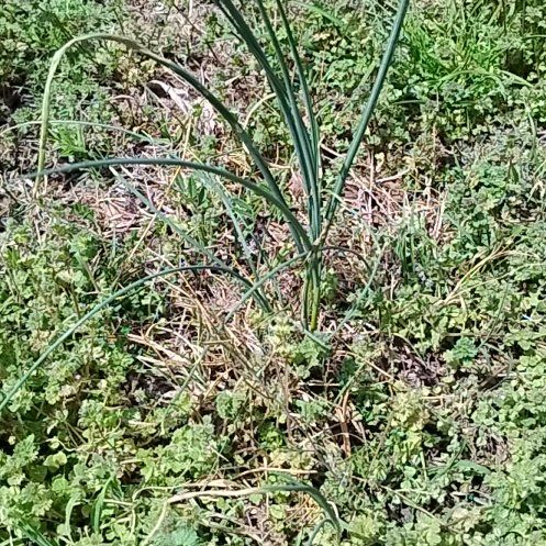 Photo of the plant species Crow Garlic by @SereneWasabi35 named Bruce Lee on Greg, the plant care app