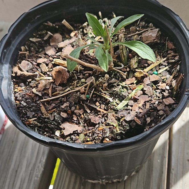 Photo of the plant species Aster 'Raydon's Favorite' by @WiredBalsam73 named Girlfrond on Greg, the plant care app