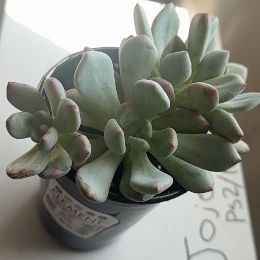 Photo of the plant species Pachyveria 'Blue Jasper' by @PiousTutsan named LiloStitch on Greg, the plant care app