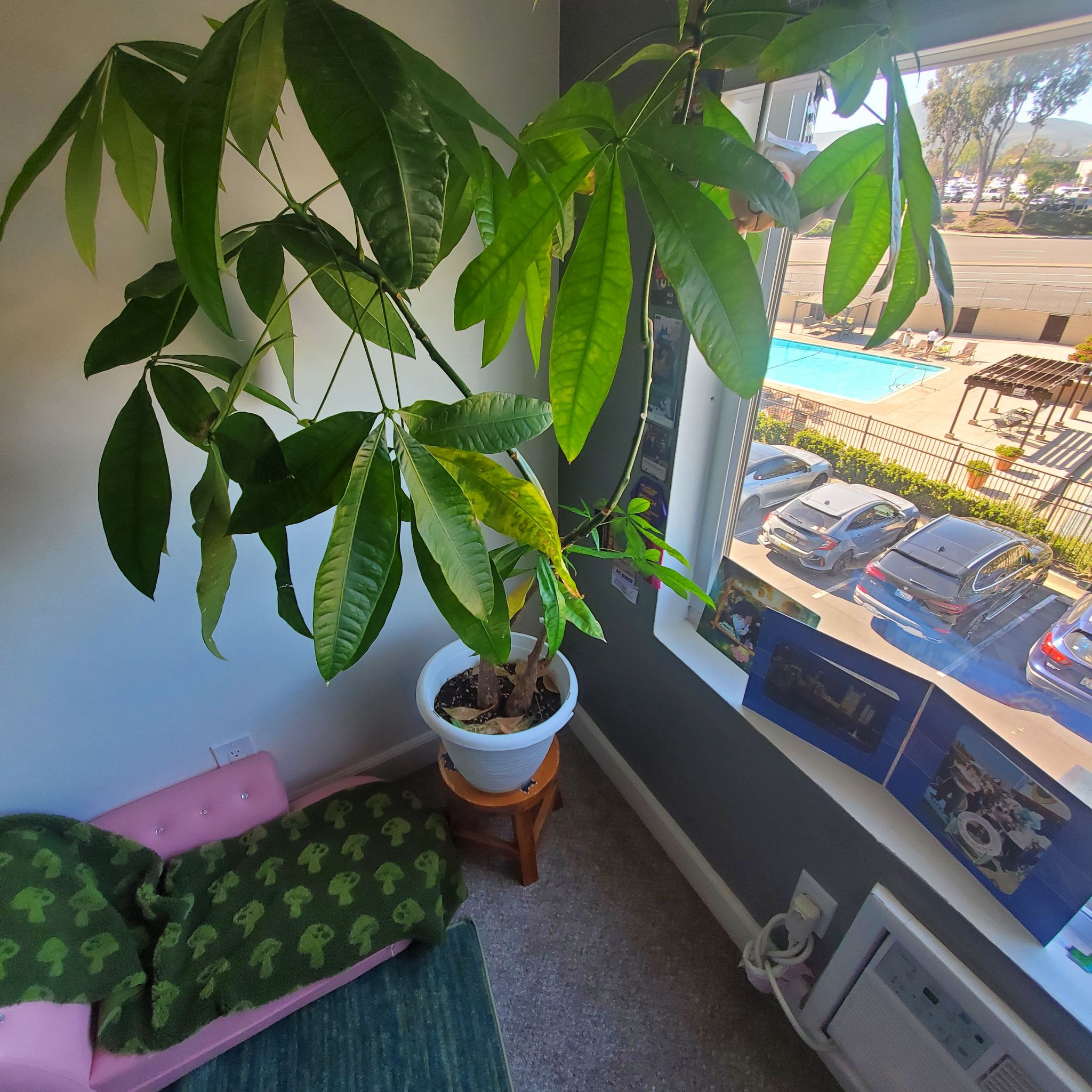 Photo of the plant species Pachira by @AceJackfruit85 named Money Tree on Greg, the plant care app