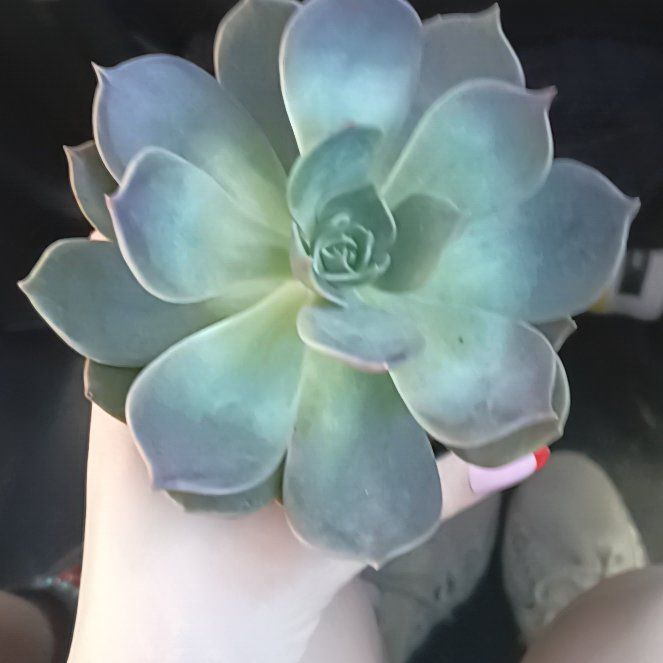 Photo of the plant species Echeveria 'Marrom' by @ToughBonsai79 named Plato on Greg, the plant care app