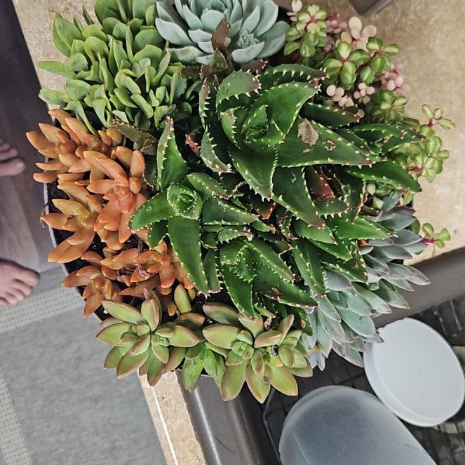 Photo of the plant species Gregory by @SnazzyQuenepa94 named Muhammad Ali on Greg, the plant care app