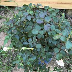 Photo of the plant species True Bliss Rose by @WorthyPhlox55 named Elle on Greg, the plant care app