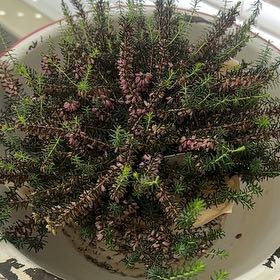 Photo of the plant species Alpine Heath by @GeniusKippernut named Mollie on Greg, the plant care app