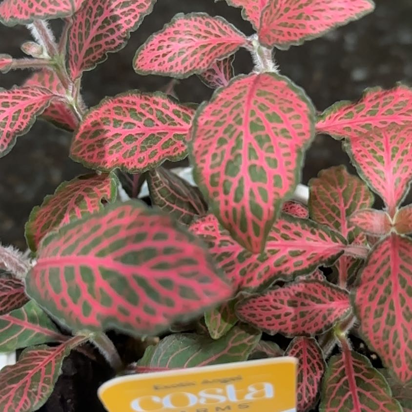Photo of the plant species Nerve Plant by @GeniusKippernut named Willow on Greg, the plant care app