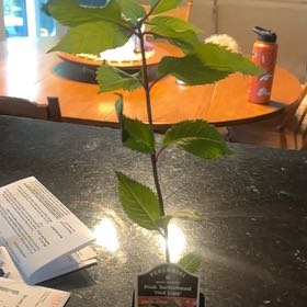 Photo of the plant species Pink Turtlehead by @GeniusKippernut named Bella on Greg, the plant care app