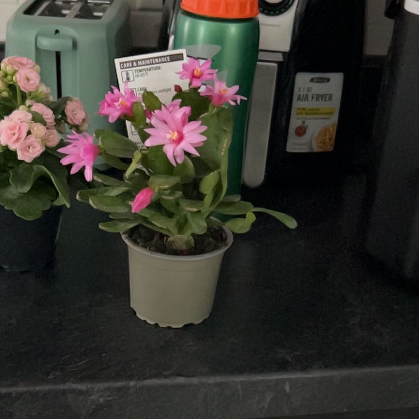 Photo of the plant species Pink Ice Easter Cactus by @SirMakole7 named Anne on Greg, the plant care app