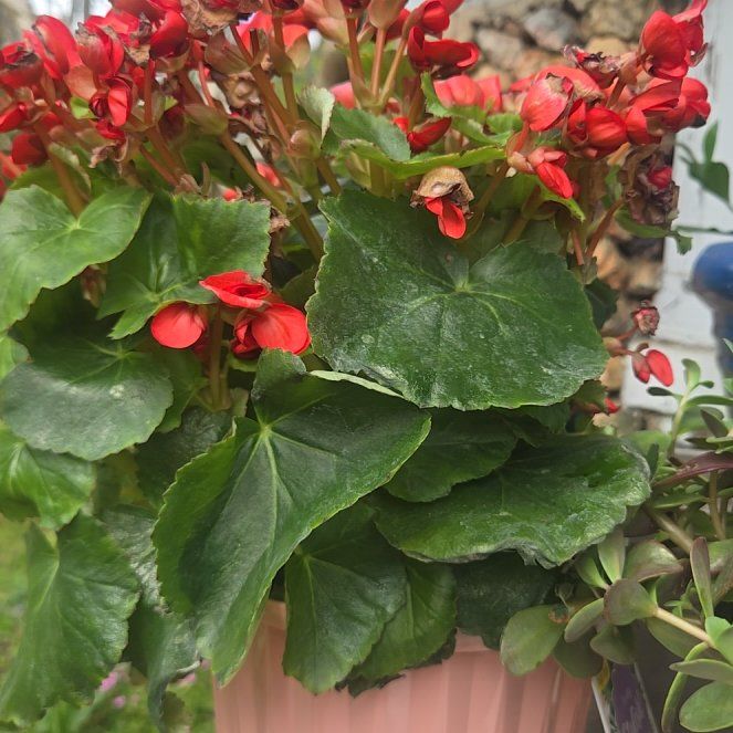 Photo of the plant species Eliator Begonia by @CaredforLemon54 named Betty on Greg, the plant care app