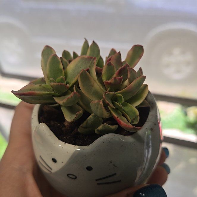 Photo of the plant species Crassula 'Daydream' by @CaredforLemon54 named Darwin on Greg, the plant care app