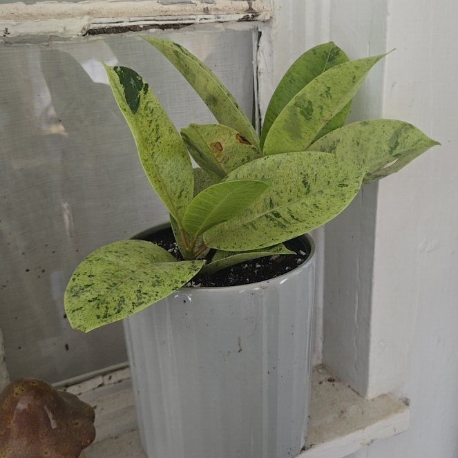 Photo of the plant species Ficus Moonshine by @CaredforLemon54 named Juicy on Greg, the plant care app