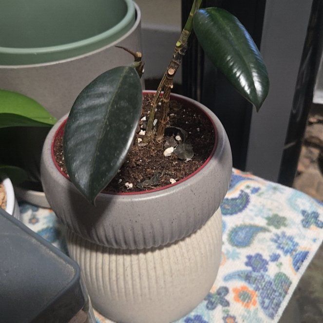 Photo of the plant species Ficus Robusta by @CaredforLemon54 named Sage on Greg, the plant care app
