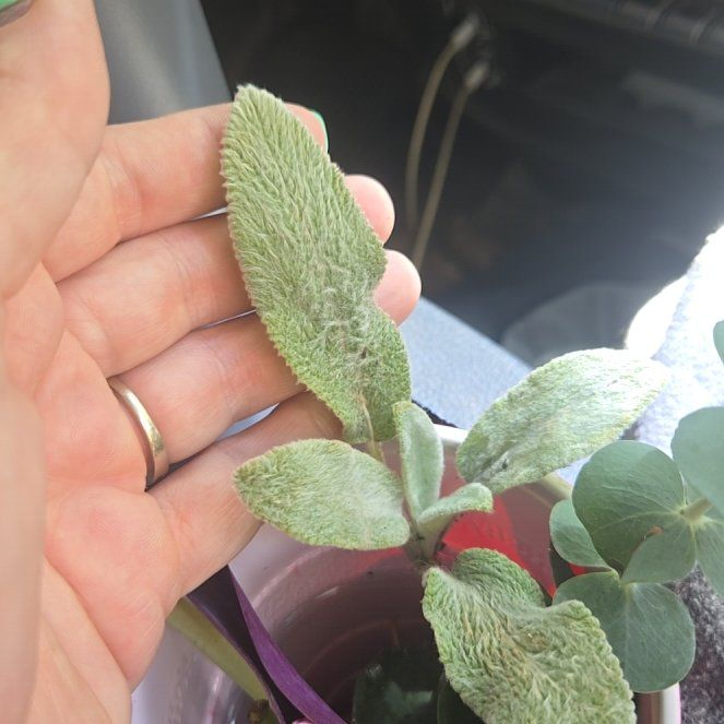 Photo of the plant species Lamb's Ear by @CaredforLemon54 named Osmo on Greg, the plant care app