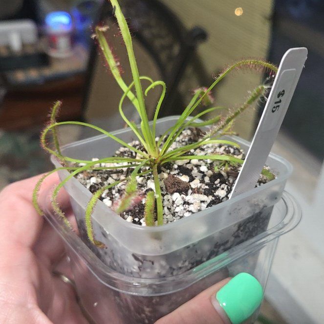 Photo of the plant species Cape Sundew by @CaredforLemon54 named Sunny on Greg, the plant care app