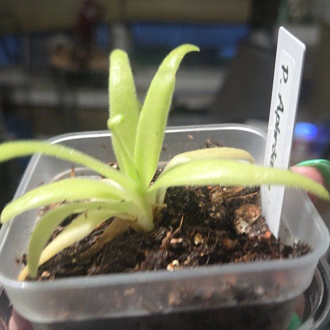 Photo of the plant species Butterwort, Mexican Cultivars by @CaredforLemon54 named Butters on Greg, the plant care app