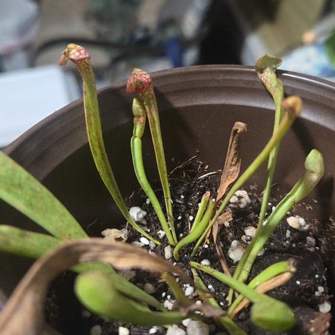 Photo of the plant species Purple Pitcher Plant by @CaredforLemon54 named Peter Parker on Greg, the plant care app