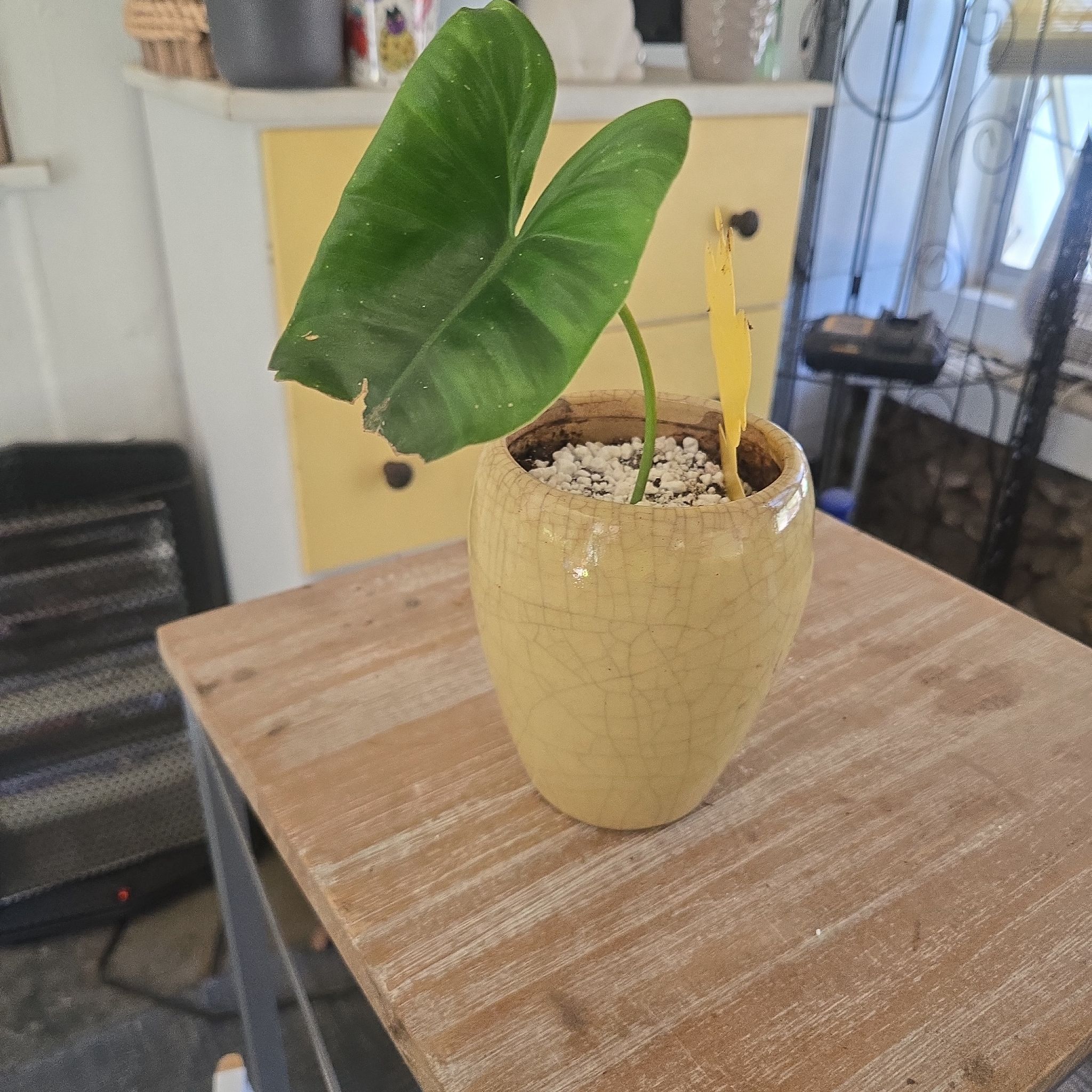Photo of the plant species Burl Marx Philo by @CaredforLemon54 named Mando on Greg, the plant care app