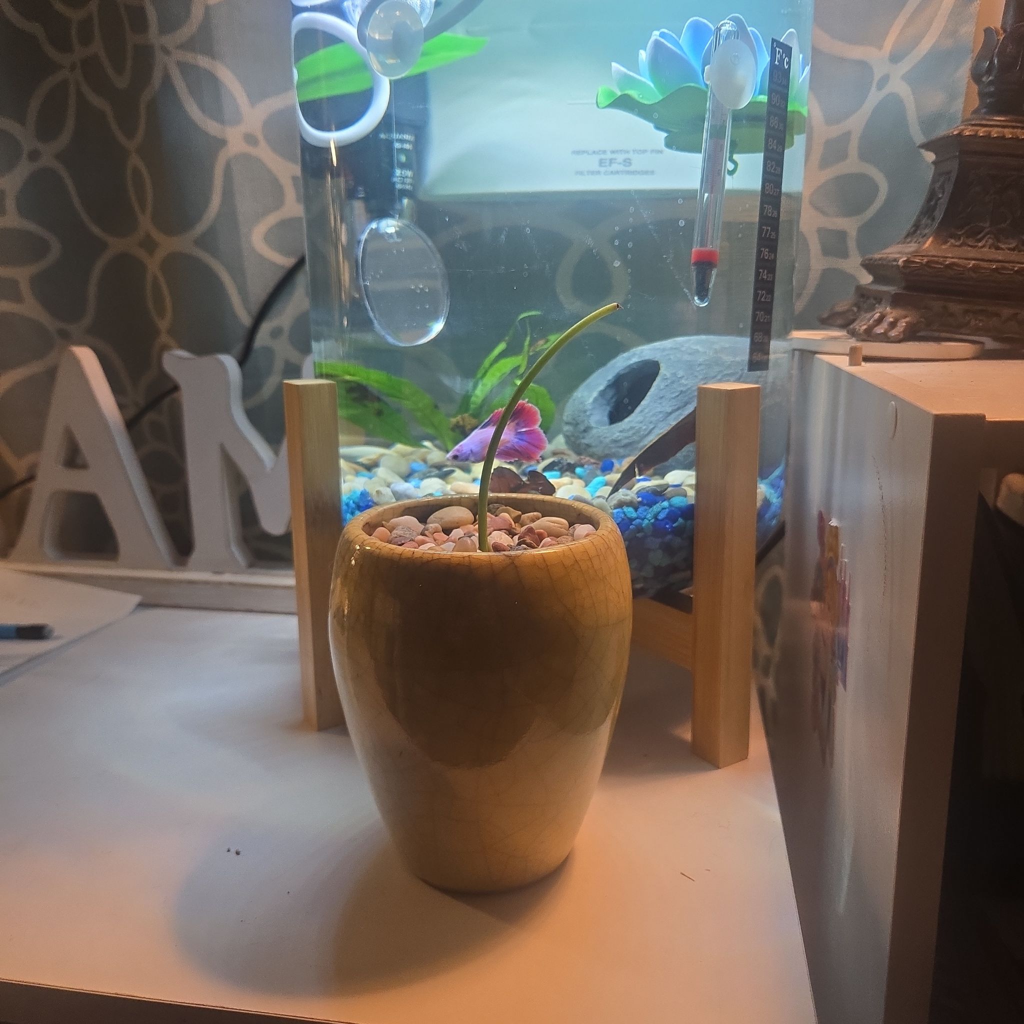 Photo of the plant species Burl Marx Philo by @CaredforLemon54 named Mando on Greg, the plant care app