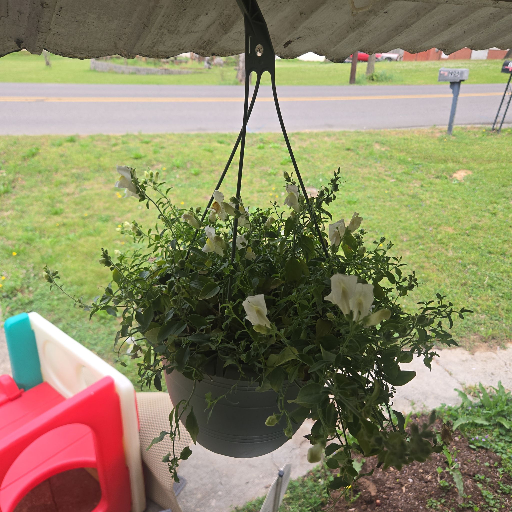 Photo of the plant species Snapdragon 'Cool Yellow' by @CaredforLemon54 named Drago on Greg, the plant care app