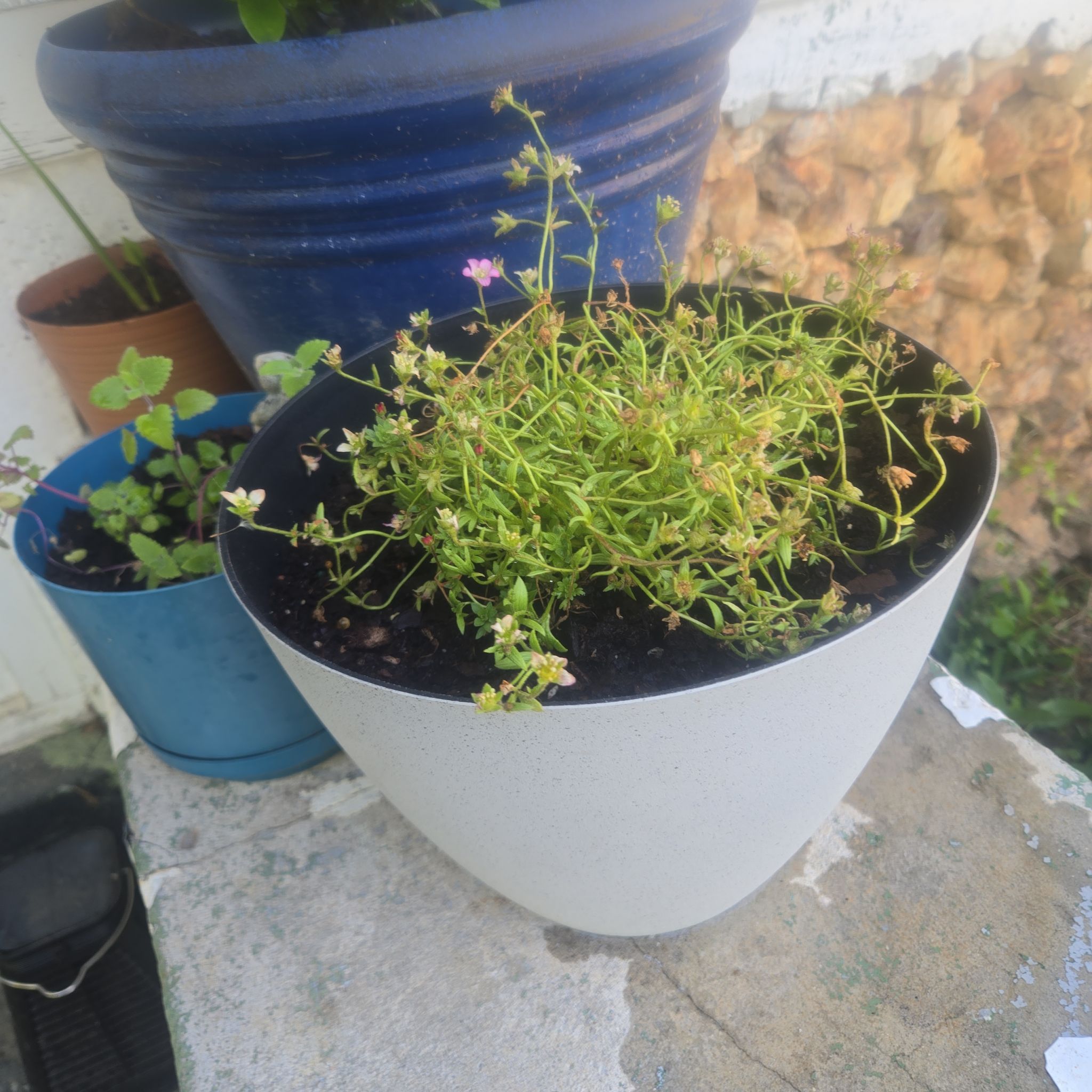 Photo of the plant species TouranTM Pink Saxifrage by @CaredforLemon54 named Sassy on Greg, the plant care app
