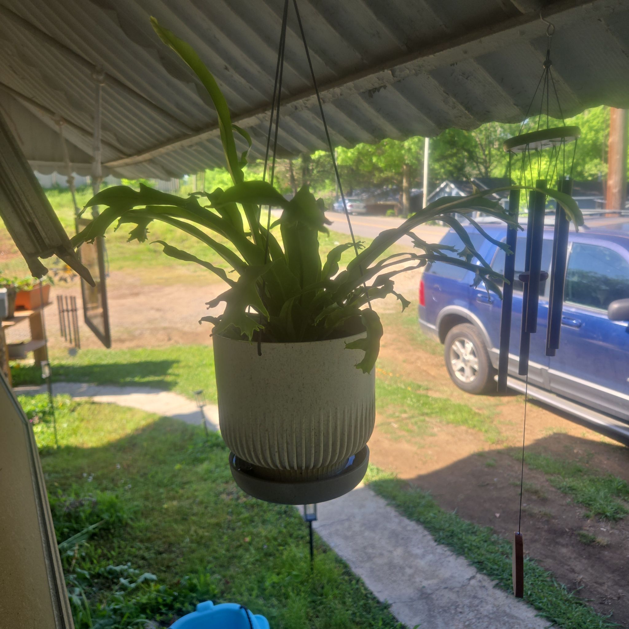 Photo of the plant species Green Flame Fern by @CaredforLemon54 named Sahara on Greg, the plant care app