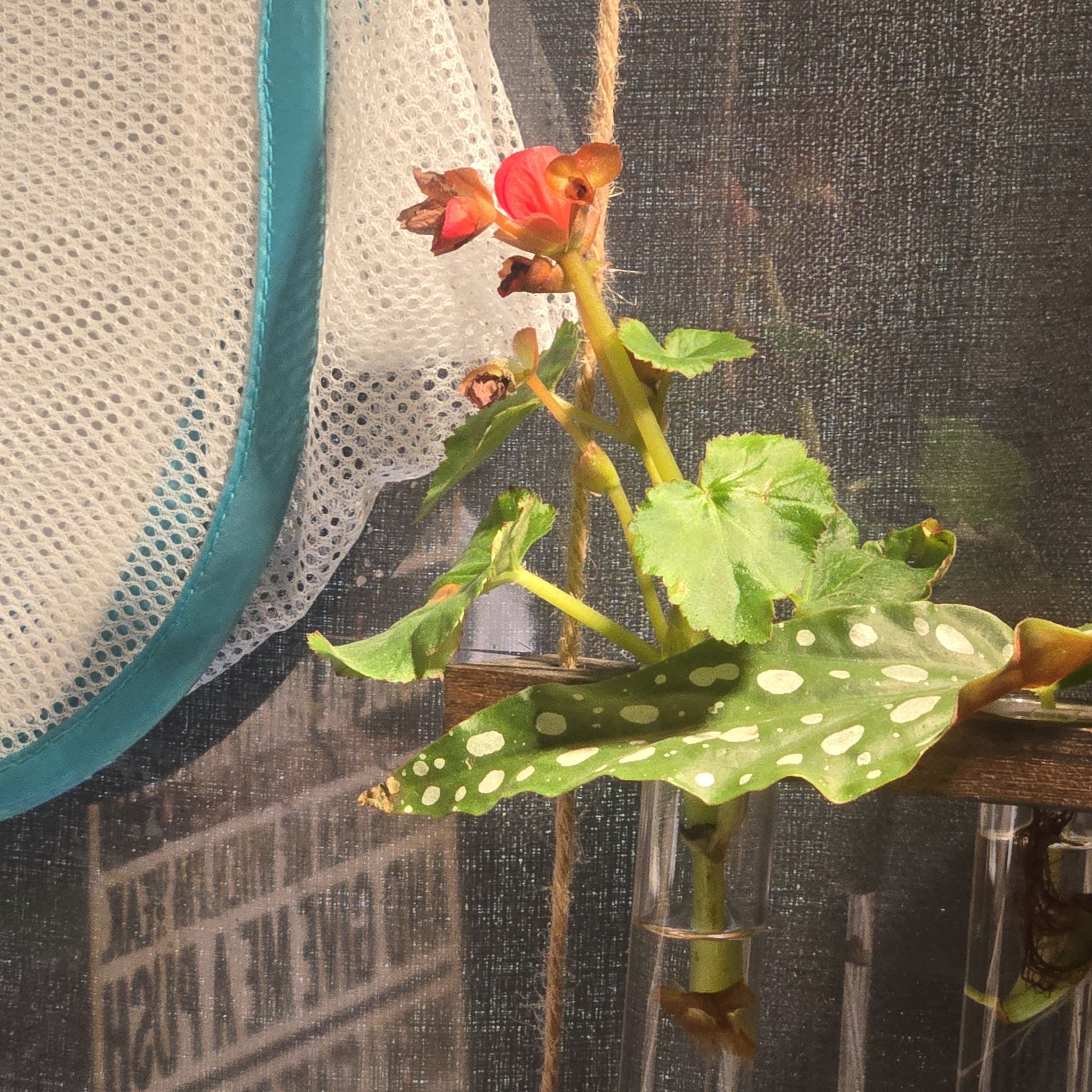 Photo of the plant species Eliator Begonia by @CaredforLemon54 named Betty on Greg, the plant care app