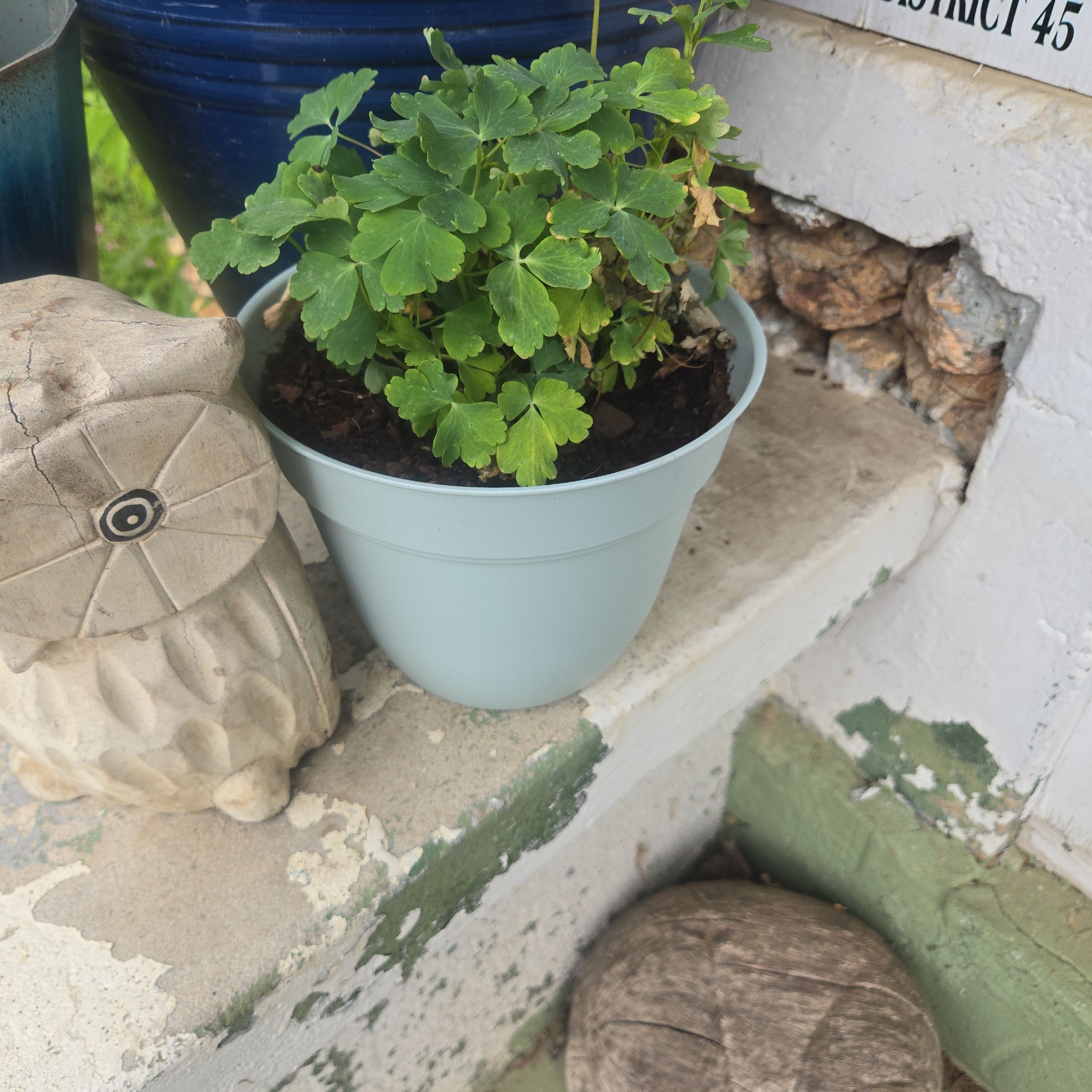 Photo of the plant species Aquilegia 'KirigamiTM Rose & Pink' by @CaredforLemon54 named Akila on Greg, the plant care app