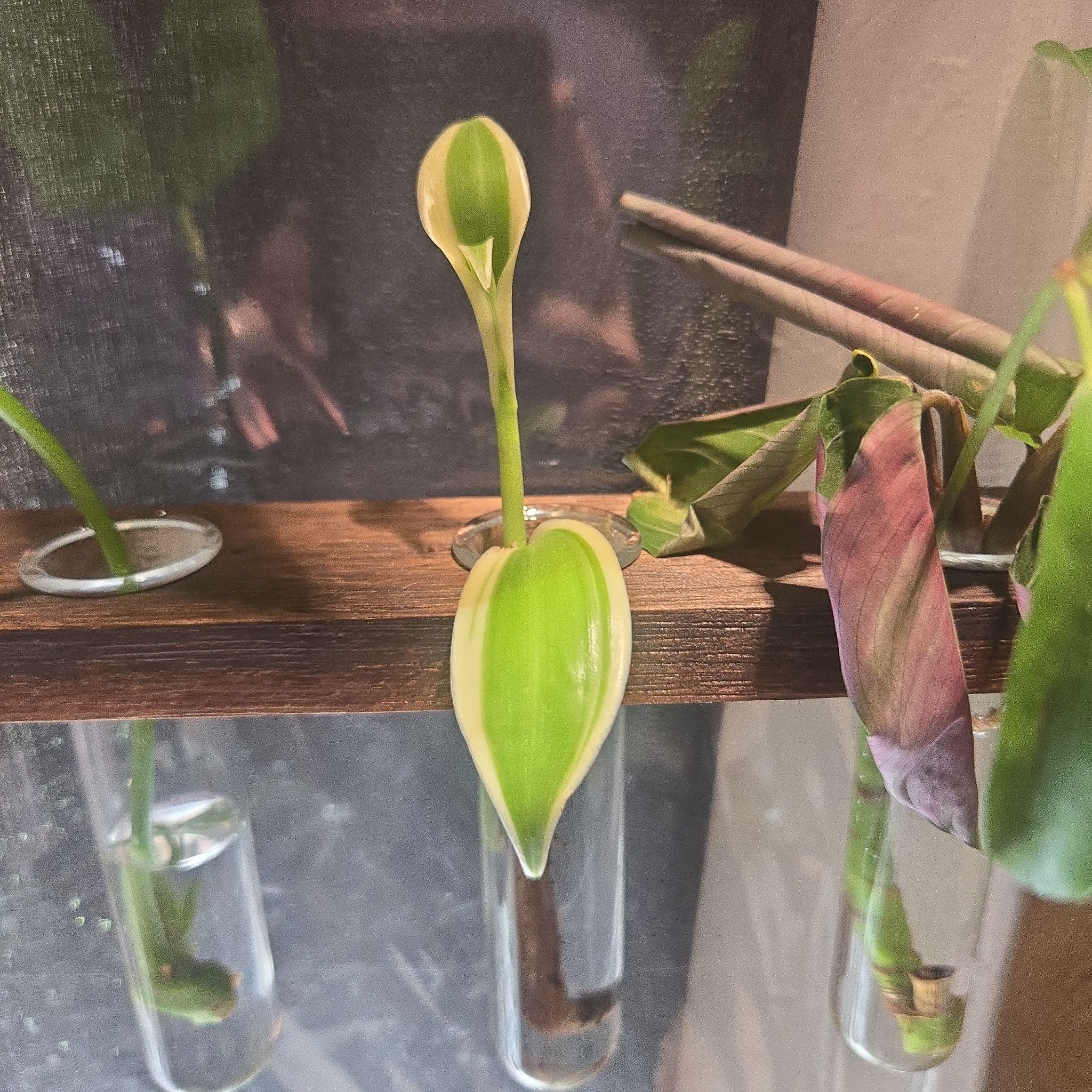 Photo of the plant species varigated Vanilla Orchid by @CaredforLemon54 named Vanilly on Greg, the plant care app