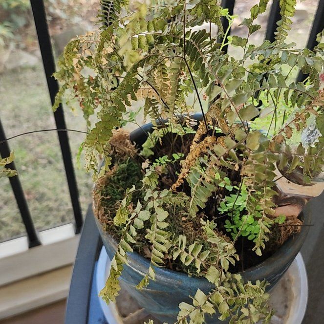 Photo of the plant species Kōwhai by @WhizbangCat31 named Marley on Greg, the plant care app
