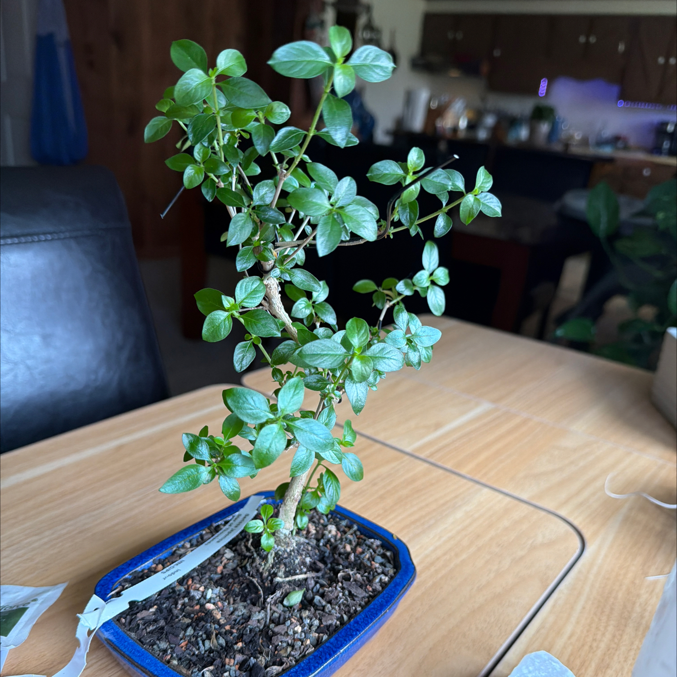 Photo of the plant species Kyoto Serissa by @FabSwisspine45 named Lebron on Greg, the plant care app