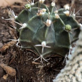 Photo of the plant species Turbinicarpus schmiedickeanus by @ExecZucchini10 named Lola on Greg, the plant care app