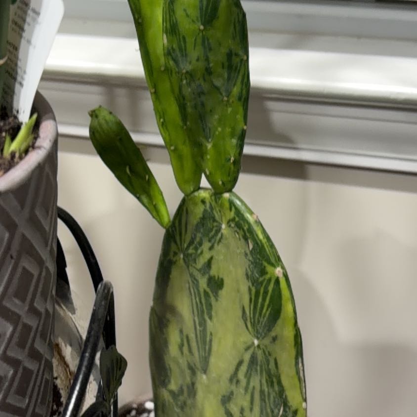 Photo of the plant species Cochineal Cactus by @ExecZucchini10 named Winston on Greg, the plant care app