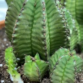Photo of the plant species Tanzania Zipper Plant by @ExecZucchini10 named Orlando Bloom on Greg, the plant care app