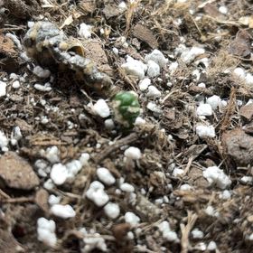 Photo of the plant species Green Coral Cactus by @ExecZucchini10 named Fernie Saunders on Greg, the plant care app