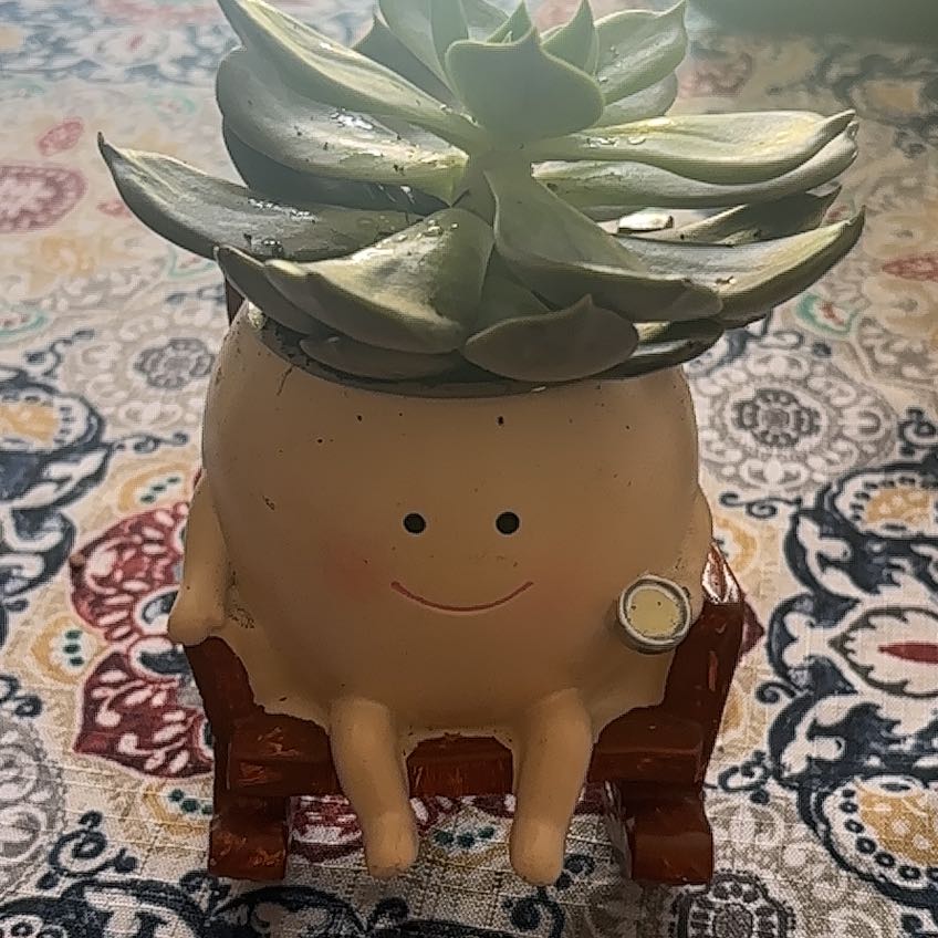Photo of the plant species Echeveria 'Marrom' by @FitBorage58 named Joel on Greg, the plant care app