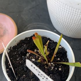 Photo of the plant species Yellow Pitcher Plant by @HeirWeed52 named Sigmund on Greg, the plant care app