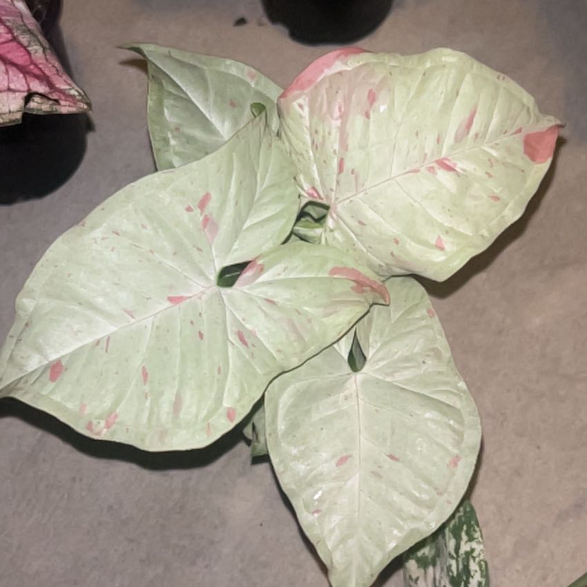 Photo of the plant species Confetti Syngonium by @HeirWeed52 named Sonora on Greg, the plant care app