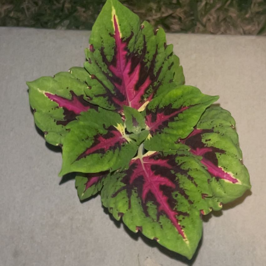 Photo of the plant species Coleus 'Kong Rose' by @HeirWeed52 named Diana on Greg, the plant care app