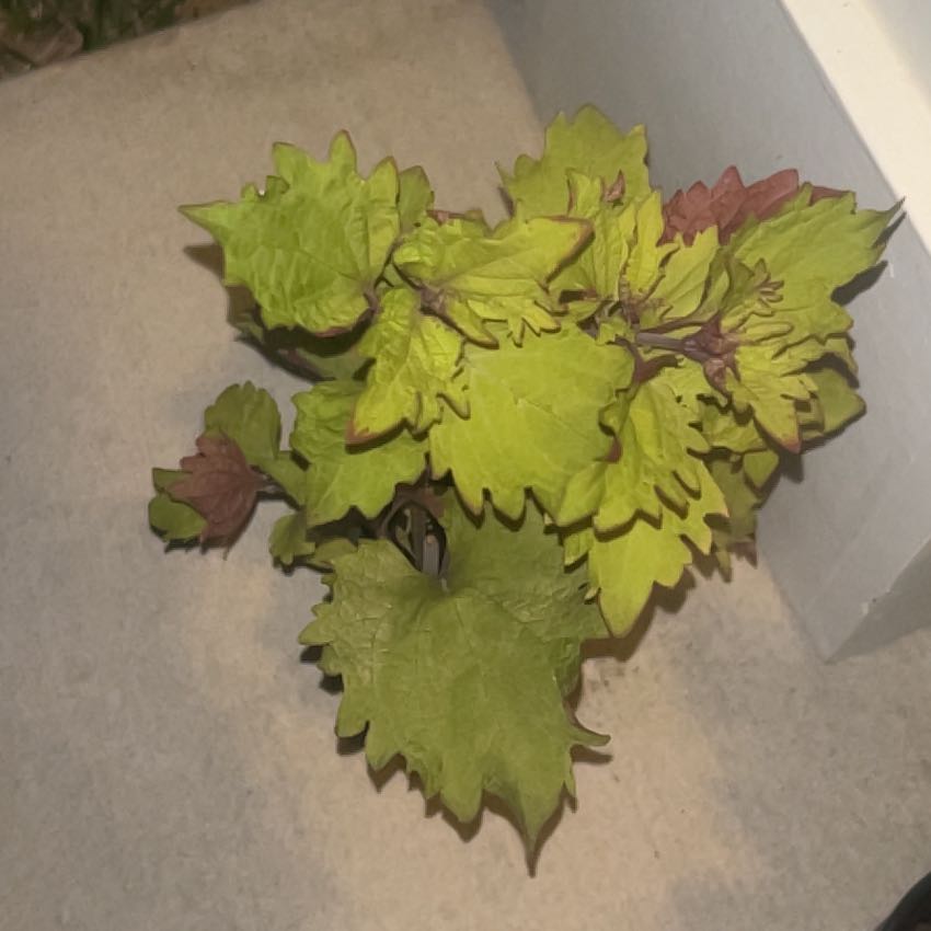 Photo of the plant species Coleus 'ColorBlaze Royale Pineapple Brandy' by @HeirWeed52 named Sproutacus on Greg, the plant care app