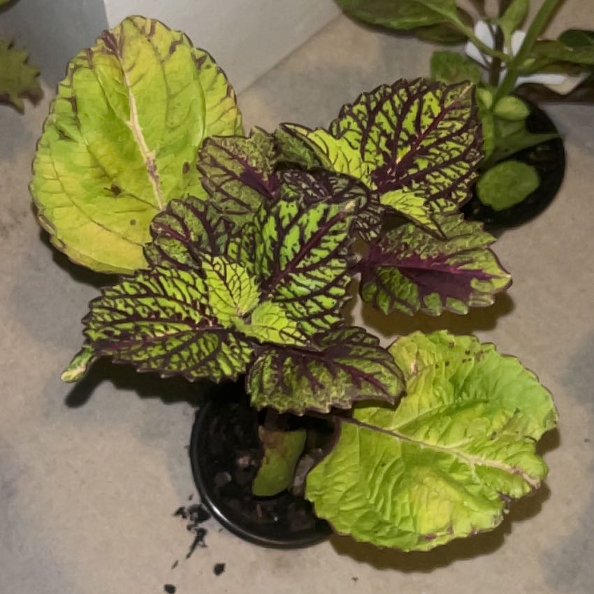 Photo of the plant species Coleus 'Fishnet Stockings' by @HeirWeed52 named Xena on Greg, the plant care app