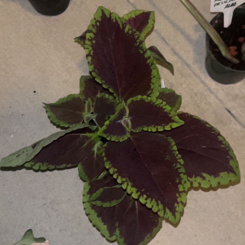 Photo of the plant species Kong Scarlet by @HeirWeed52 named Lavender on Greg, the plant care app