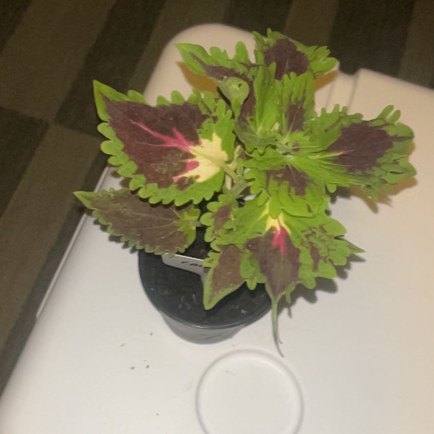 Photo of the plant species Coleus 'Kong Rose' by @HeirWeed52 named Tupot on Greg, the plant care app